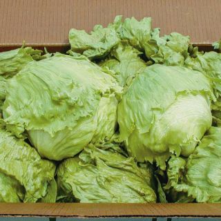 Yucaipa Lettuce Thumbnail